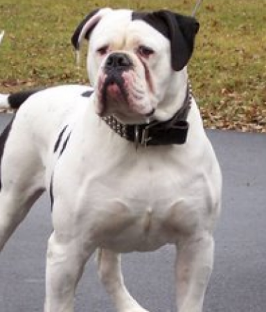Bulldog Americano